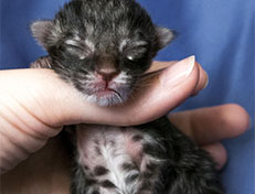 Wildfee's Norwegische Waldkatzen Wildfee's Avra-Tigra - einen Tag alt