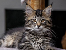 Wildfee's Norwegische Waldkatzen Wildfee's A-Sissi - 12 Wochen alt