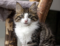 Wildfee's Norwegische Waldkatzen Wildfee's Abraxas - 12 Wochen alt