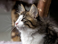 Wildfee's Norwegische Waldkatzen Wildfee's Abraxas - 12 Wochen alt