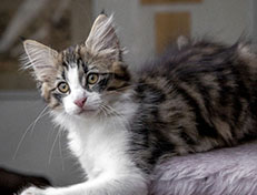 Wildfee's Norwegische Waldkatzen Wildfee's Andrassy - 12 Wochen alt