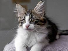 Wildfee's Norwegische Waldkatzen Wildfee's Andrassy - 12 Wochen alt