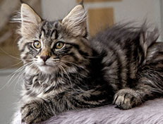 Wildfee's Norwegische Waldkatzen Wildfee's Avra-Tigra - 12 Wochen alt