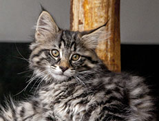 Wildfee's Norwegische Waldkatzen Wildfee's Avra-Tigra - 12 Wochen alt