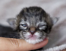 Wildfee's Norwegische Waldkatzen Wildfee's A-Sissi - eine Woche alt