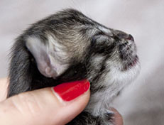 Wildfee's Norwegische Waldkatzen Wildfee's A-Sissi - eine Woche alt