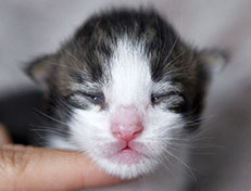 Wildfee's Norwegische Waldkatzen Wildfee's Abraxas - eine Woche alt