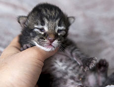 Wildfee's Norwegische Waldkatzen Wildfee's Arik-Tiger - eine Woche alt