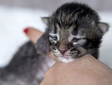 Wildfee's Norwegische Waldkatzen Wildfee's Arik-Tiger - eine Woche alt