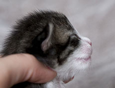 Wildfee's Norwegische Waldkatzen Wildfee's Arvandil - eine Woche alt