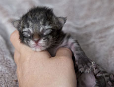 Wildfee's Norwegische Waldkatzen Wildfee's Avra-Tigra - eine Woche alt