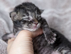 Wildfee's Norwegische Waldkatzen Wildfee's Avra-Tigra - eine Woche alt