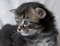 Wildfee's Norwegische Waldkatzen Wildfee's A-Sissi - 3 Wochen alt