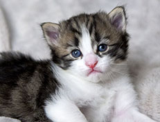 Wildfee's Norwegische Waldkatzen Wildfee's Andrassy - 3 Wochen alt