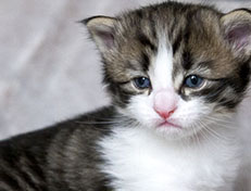 Wildfee's Norwegische Waldkatzen Wildfee's Andrassy - 3 Wochen alt