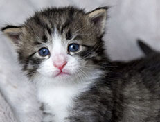 Wildfee's Norwegische Waldkatzen Wildfee's Arvandil - 3 Wochen alt