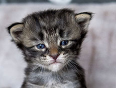 Wildfee's Norwegische Waldkatzen Wildfee's Avra-Tigra - 3 Wochen alt