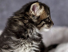 Wildfee's Norwegische Waldkatzen Wildfee's A-Sissi - 4 Wochen alt