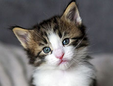 Wildfee's Norwegische Waldkatzen Wildfee's Abraxas - 4 Wochen alt