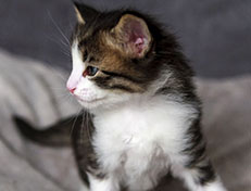 Wildfee's Norwegische Waldkatzen Wildfee's Abraxas - 4 Wochen alt