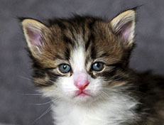 Wildfee's Norwegische Waldkatzen Wildfee's Andrassy - 4 Wochen alt