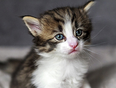 Wildfee's Norwegische Waldkatzen Wildfee's Andrassy - 4 Wochen alt