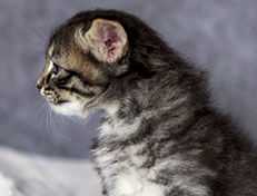 Wildfee's Norwegische Waldkatzen Wildfee's Arik-Tiger - 4 Wochen alt