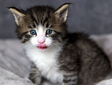 Wildfee's Norwegische Waldkatzen Wildfee's Arvandil - 4 Wochen alt