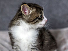 Wildfee's Norwegische Waldkatzen Wildfee's Arvandil - 4 Wochen alt