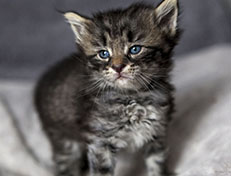 Wildfee's Norwegische Waldkatzen Wildfee's Avra-Tigra - 4 Wochen alt