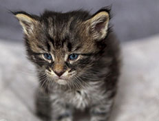 Wildfee's Norwegische Waldkatzen Wildfee's Avra-Tigra - 4 Wochen alt