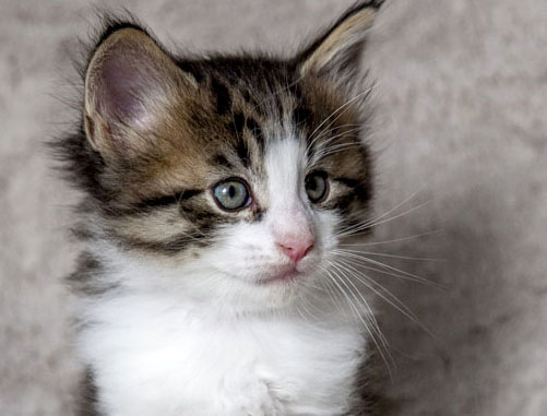 Wildfee's Norwegische Waldkatzen Wildfee's Abraxas - 5 Wochen alt