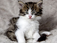 Wildfee's Norwegische Waldkatzen Wildfee's Andrassy - 5 Wochen alt