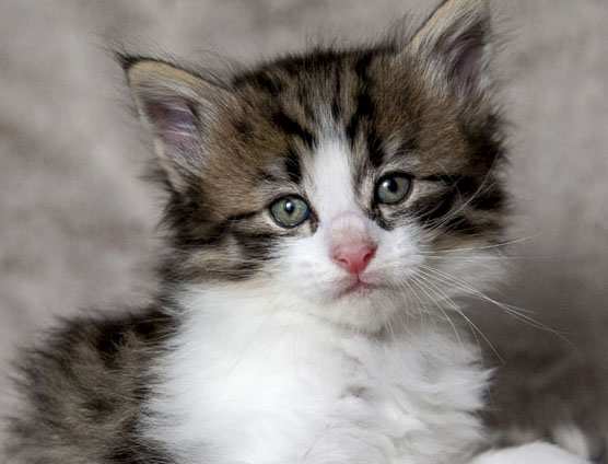Wildfee's Norwegische Waldkatzen Wildfee's Andrassy - 5 Wochen alt