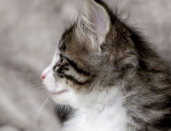 Wildfee's Norwegische Waldkatzen Wildfee's Arvandil - 5 Wochen alt