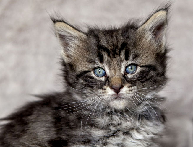 Wildfee's Norwegische Waldkatzen Wildfee's Avra-Tigra - 5 Wochen alt