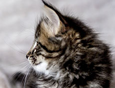 Wildfee's Norwegische Waldkatzen Wildfee's A-Sissi - 6 Wochen alt