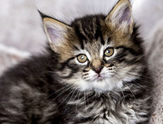 Wildfee's Norwegische Waldkatzen Wildfee's A-Sissi - 6 Wochen alt