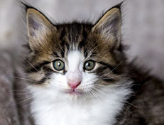Wildfee's Norwegische Waldkatzen Wildfee's Abraxas - 6 Wochen alt