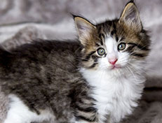 Wildfee's Norwegische Waldkatzen Wildfee's Abraxas - 6 Wochen alt
