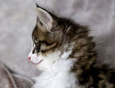 Wildfee's Norwegische Waldkatzen Wildfee's Andrassy - 6 Wochen alt