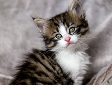 Wildfee's Norwegische Waldkatzen Wildfee's Andrassy - 6 Wochen alt