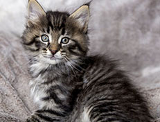 Wildfee's Norwegische Waldkatzen Wildfee's Arik-Tiger - 6 Wochen alt