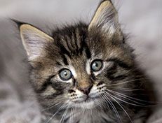 Wildfee's Norwegische Waldkatzen Wildfee's Arik-Tiger - 6 Wochen alt