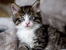 Wildfee's Norwegische Waldkatzen Wildfee's Arvandil - 6 Wochen alt