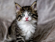 Wildfee's Norwegische Waldkatzen Wildfee's Arvandil - 6 Wochen alt