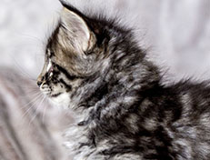 Wildfee's Norwegische Waldkatzen Wildfee's Avra-Tigra - 6 Wochen alt