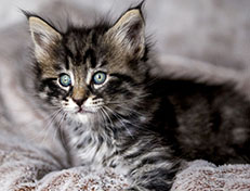Wildfee's Norwegische Waldkatzen Wildfee's Avra-Tigra - 6 Wochen alt