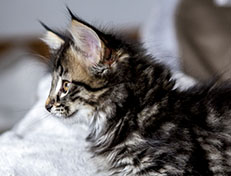 Wildfee's Norwegische Waldkatzen Wildfee's A-Sissi - 8 Wochen alt