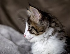 Wildfee's Norwegische Waldkatzen Wildfee's Abraxas - 8 Wochen alt